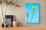 Tablou Canvas, "Floare delicată sub cer senin", Floare, Galben, Cer, Albastru, Tulpină, Muguri, Natură, Simplu, 26 x 39 cm, CMCLASS