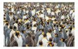 Tablou Canvas, "&Icirc;mpărăția pinguinilor eleganți &icirc;n mulțime", Penguins, Colony, King, Birds, Nature, Antarctica, Wildlife, Gathering, Sea, Cold, 39 x 26