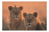 Tablou Canvas, "Tandrețea regilor savanei africane", Regal, Majestic, Powerful, Serene, Watchful, Graceful, 39 x 26 cm, CMCLASS