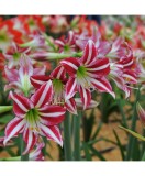 Cumpara ieftin Amaryllis, Hippeastrum Santiago&reg;, Rosu/Alb, 26/28,1 bulb, Oem