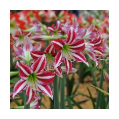Amaryllis, Hippeastrum Santiago&reg;, Rosu/Alb, 26/28,1 bulb