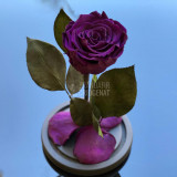 Trandafir Criogenat purpuriu inchis &Oslash;6,5cm in cupola 10x20cm