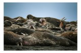 Tablou Canvas, "Adăpostul morselor &icirc;n arhipelag rece", Walruses, Tusked, Resting, Group, Ocean, Arctic, Wildlife, Nature, Majestic, Herd, 39 x 26 cm,
