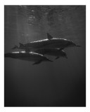 Tablou Canvas, "Dansul delfinilor sub valuri azurii", Grație, Eleganță, Profunzime, Tranquilitate, Natură, Armonie, &Icirc;notători, Lumină, Ocean, Mister,