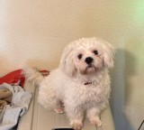 Vand Bichon Havanez baiar