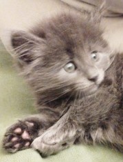 Puiuti Scottish fold si straight irezistibili