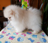 Pomeranian Alb