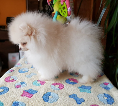 Pomeranian Alb foto