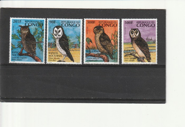 Fauna,pasari bufnite,Congo.