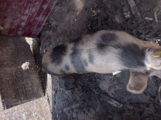 Vand porci de rasa de carne foto