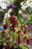 AMARANTHUS CAUDATUS ROSU LUNG - 10 seminte pentru semanat