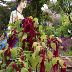 AMARANTHUS CAUDATUS ROSU LUNG - 10 seminte pentru semanat