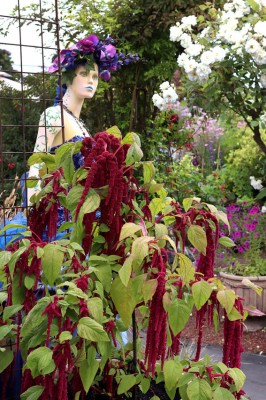 AMARANTHUS CAUDATUS ROSU LUNG - 10 seminte pentru semanat foto