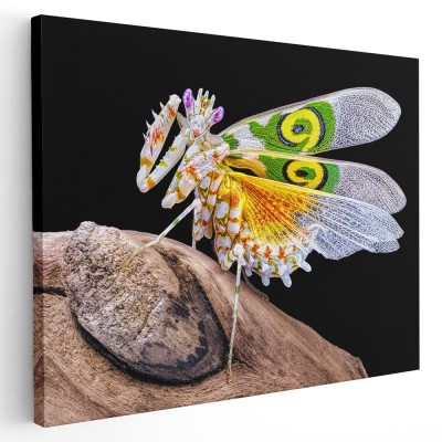 Tablou calugarita fluture fundal negru, galben, verde 1435 Tablou canvas pe panza CU RAMA 60x80 cm foto