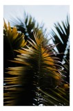 Tablou Canvas Frunze Tropicale Palmier Natură Contrast Verde Umbre, 26 x 39 cm, CMCLASS