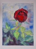 Pictura in acuarela neinramata - trandafir rosu , semnata din 2005, 18 x 24 cm, Flori, Realism