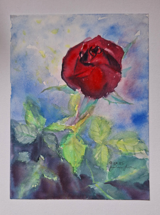 Pictura in acuarela neinramata - trandafir rosu , semnata din 2005, 18 x 24 cm