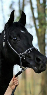 Husa Personalizata APPLE iPhone 6\6S Black Horse foto