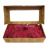 Licheni Decorativi Stabilizati 500gr - Magenta (marca Verdissimo)