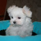 Catelusi bichon maltez