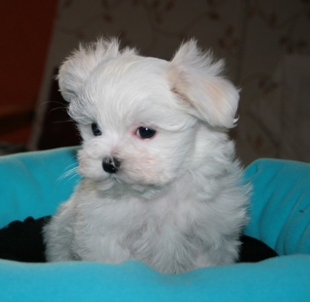 Catelusi bichon maltez Catelusi bichon maltez