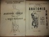 Anatomia omului Peretii trunchiului Viscere, 2- V. Ranga