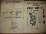 Anatomia omului Peretii trunchiului Viscere, 2- V. Ranga