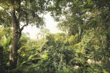 Fototapet XXL4-024 Padure tropicala, Komar