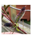 Planta Salcie cu matisori negri, Salix gracilistyla Melanostachys P9, ghiveci 9cm, Oem