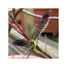 Planta Salcie cu matisori negri, Salix gracilistyla Melanostachys P9, ghiveci 9cm