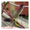 Planta Salcie cu matisori negri, Salix gracilistyla Melanostachys P9, ghiveci 9cm