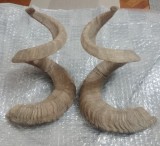 Coarne de berbec 27 cm. pereche cu crapaturi