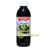 Tinctura de Patlagina 250ml