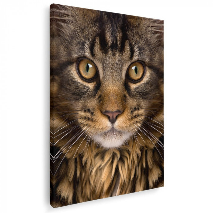 Tablou portret pisica maro cu negru Tablou canvas pe panza CU RAMA 50x70 cm