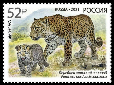 RUSIA 2021, EUROPA CEPT, Fauna, Feline, serie neuzata, MNH foto