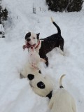 Vand caini rasa Amstaff