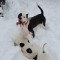 Vand căini rasa American Bully