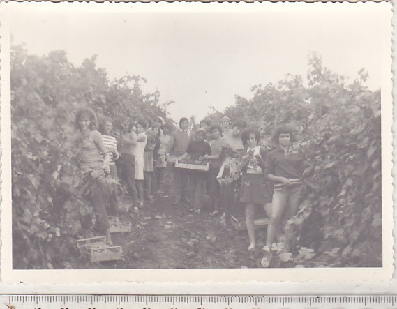 bnk foto Elevi la practica agricola - Chitorani 1975