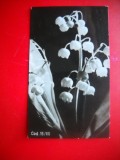 HOPCT 9120 FLORI LACRAMIOARE/ MARGARITARE -FELICITARE CRACIUN/ ANUL NOU LILIPUT -1 FILA -CIRCULATA