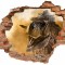 Sticker decorativ de perete 3D - Dinozaur T-REX