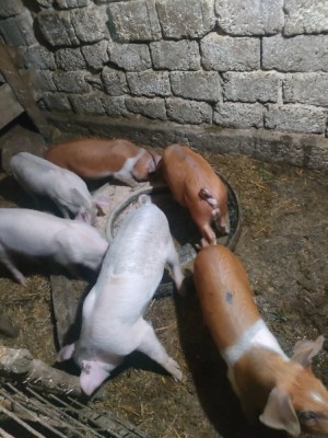 Purcei de vanzare foto