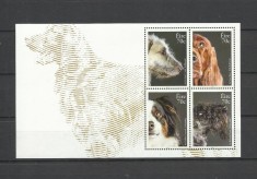 IRLANDA 2016 FAUNA ANIMALE DOMESTICE CAINI foto