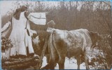 Carte postala, Romania, femeie in port popular romanesc, cu caruta cu boi, 1927