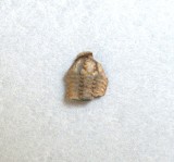 Gravicalymene arcuata trilobit din Ordovician Tara Galilor UK