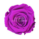 Trandafiri Criogenati XL PUR-02 (&Oslash;6-6,5cm, set 6 buc /cutie)