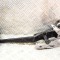 Pedala de fr&acirc;nă TESLA MODEL S 2014 OEM: 1050659-01-E | 17853438