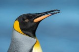 Tablou Canvas, "Pinguin regal &icirc;n profil elegant", Pinguin, Portocaliu, Negru, Gri, Galben, Ocean, Contrast, Eleganță, Serenitate, 39 x 26 cm, CMCLASS