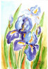 E97. Tablou original, Irisi violet aurii, acuarela pe hartie, neinramat, 21x29cm, Flori, Art Deco