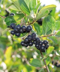 De vanzare puieti de ARONIA pe rod la ghiveci