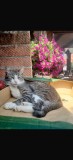 Pisica spre adoptie, #1 All Systems